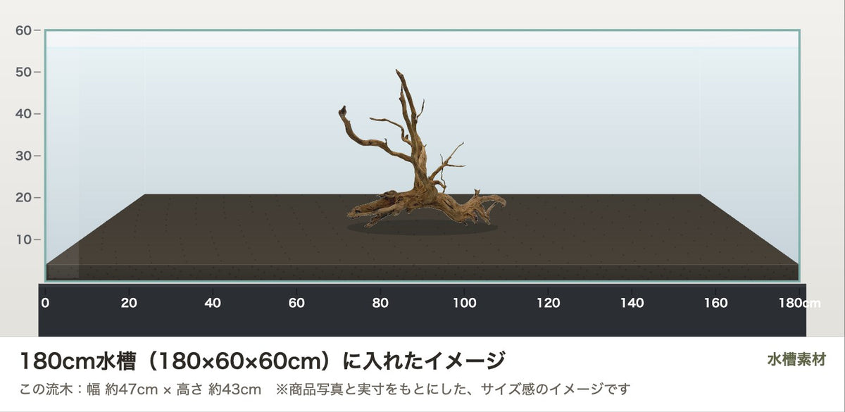 エレファントウッドXL #48を180cm水槽(180×60×60cm)に入れたサイズ感のイメージ