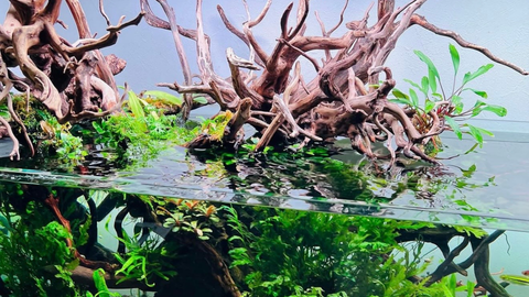 流木の正しい使い方について