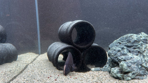 ブラックゴーストとは?神秘的な熱帯魚の魅力と飼育方法