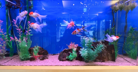 金魚水槽レイアウトの基本｜なぜレイアウトが重要なのか？