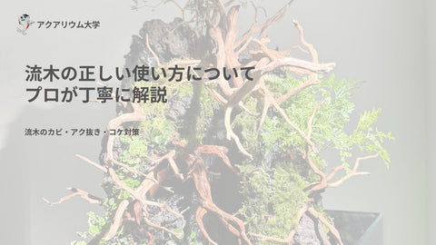 【2024年最新】流木を正しく使う方法
