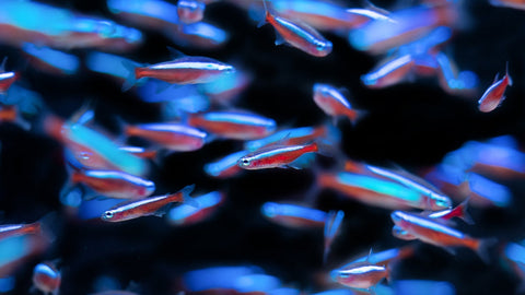 流木が似合う熱帯魚特集｜おすすめの種類と飼育ポイント