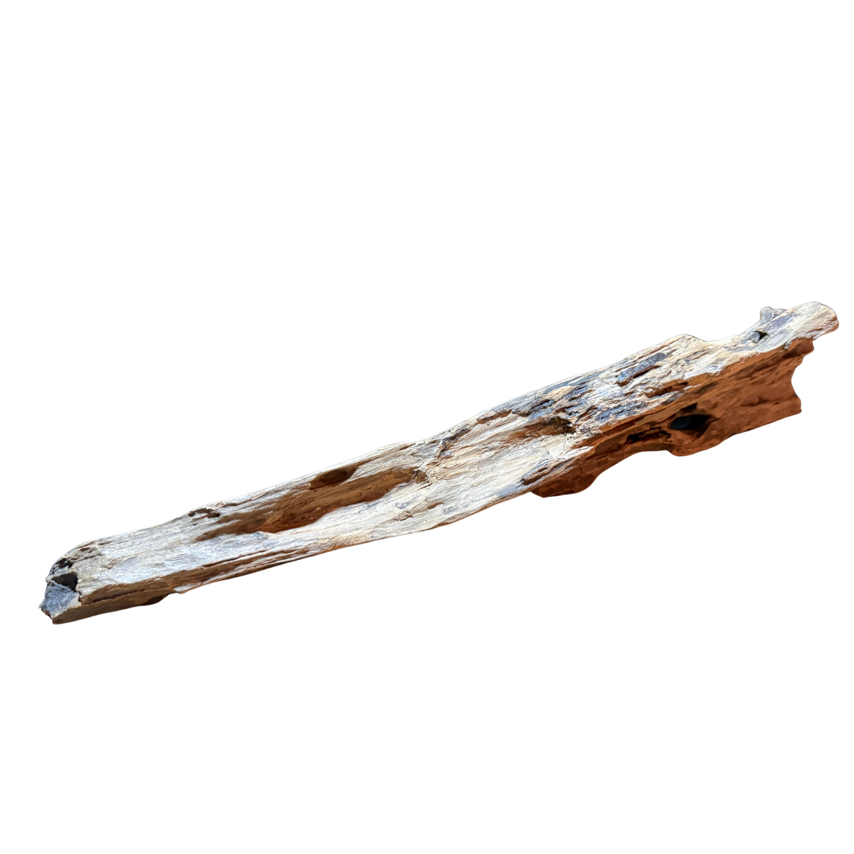 【新商品】スラウェシウッド #6【1点もの】