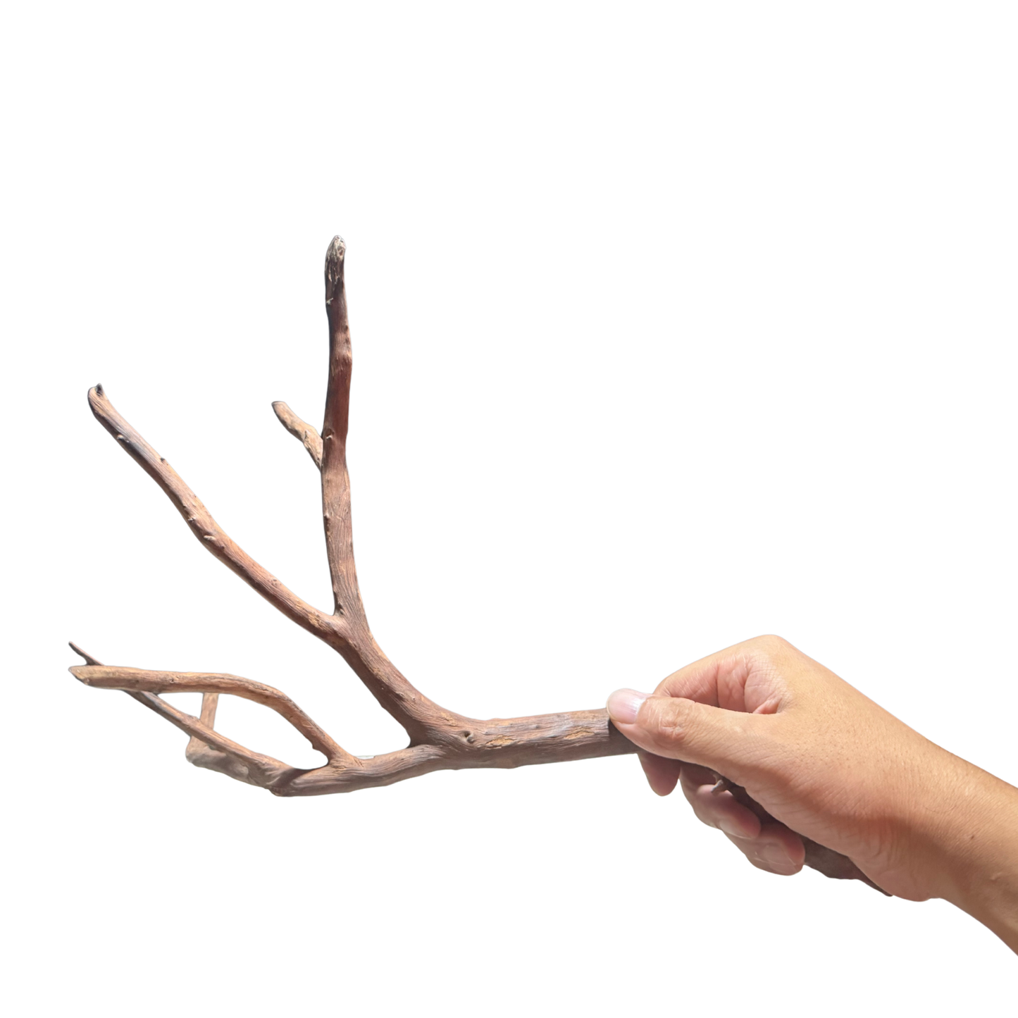 【新商品】ネグロジャングルウッドL #019【1点もの】