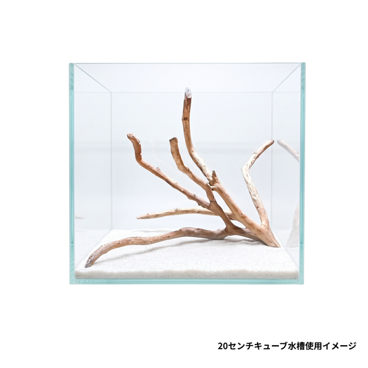 ネグロジャングルウッドミニ2