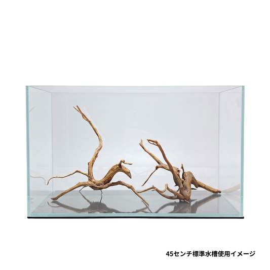 45センチ水槽のネグロジャングルウッド