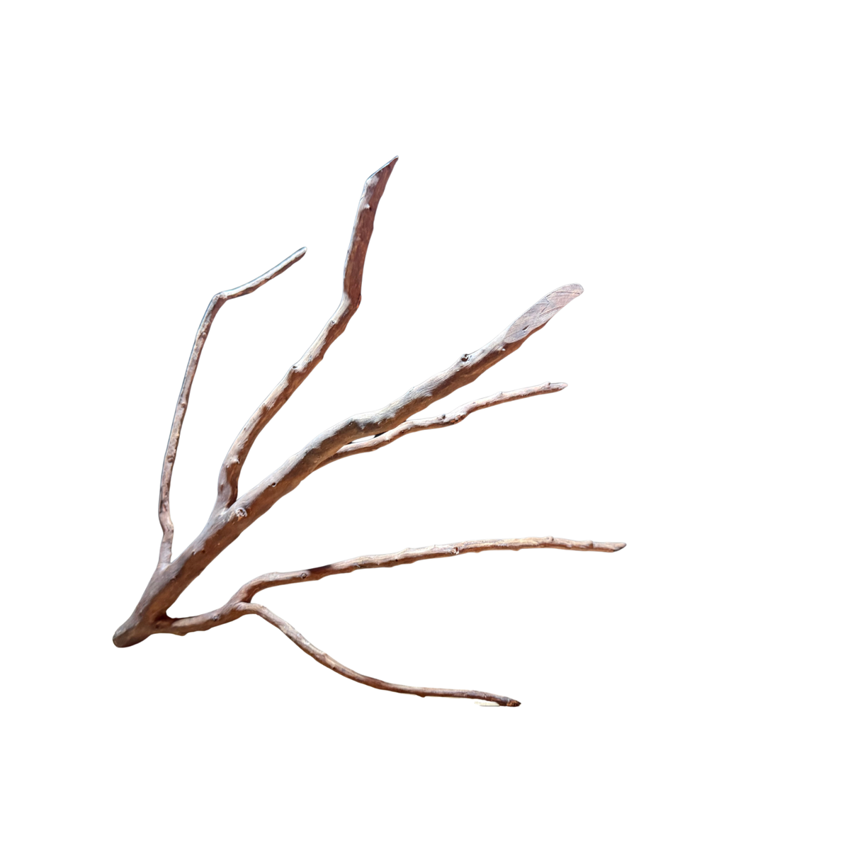 【新商品】ネグロジャングルウッドL #018【1点もの】