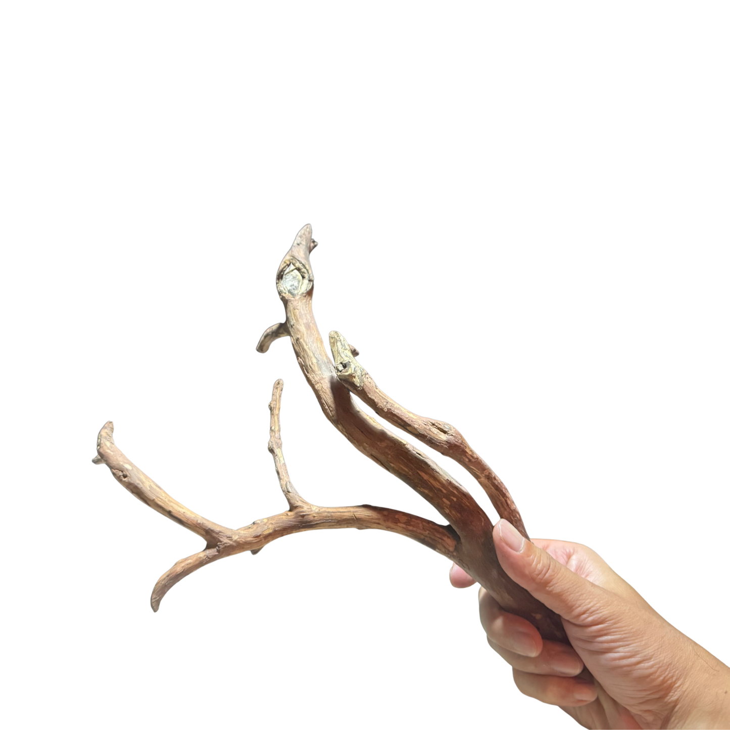 【新商品】ネグロジャングルウッドL #014【1点もの】
