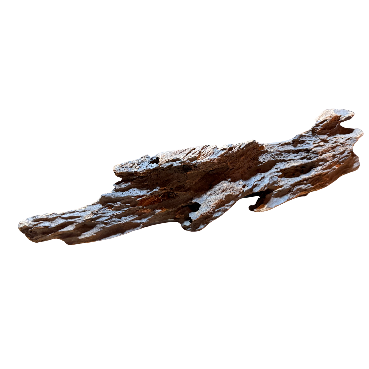 【新商品】スラウェシウッド #5【1点もの】