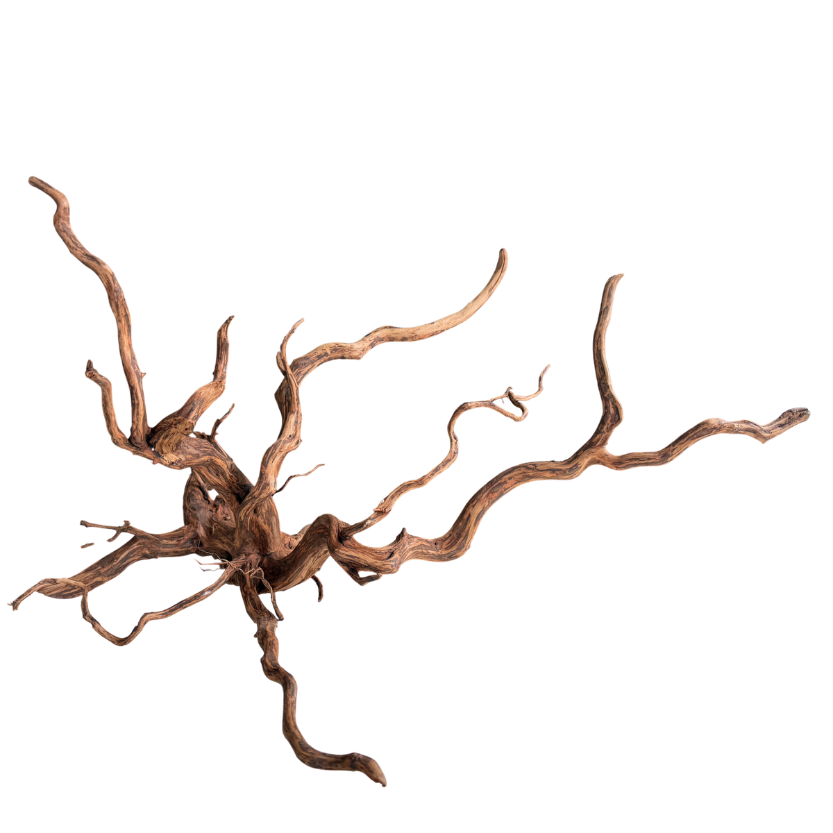 【新着】エレファントウッドXXL #53【1点もの】