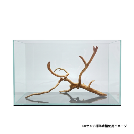 ネグロジャングルウッドLを60センチ水槽