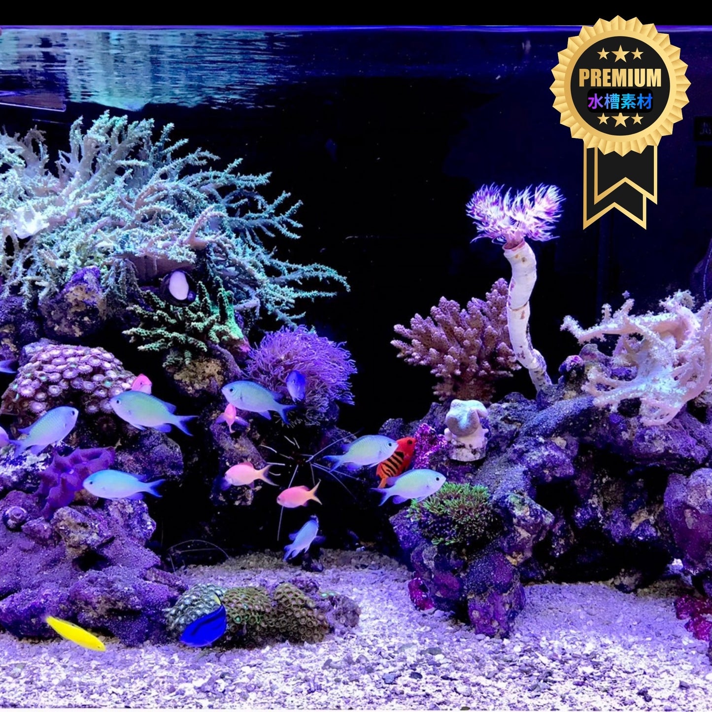 60cm水槽 国産オリジナルオーバーフローガラス水槽 GLASIA オフティー OF-600W