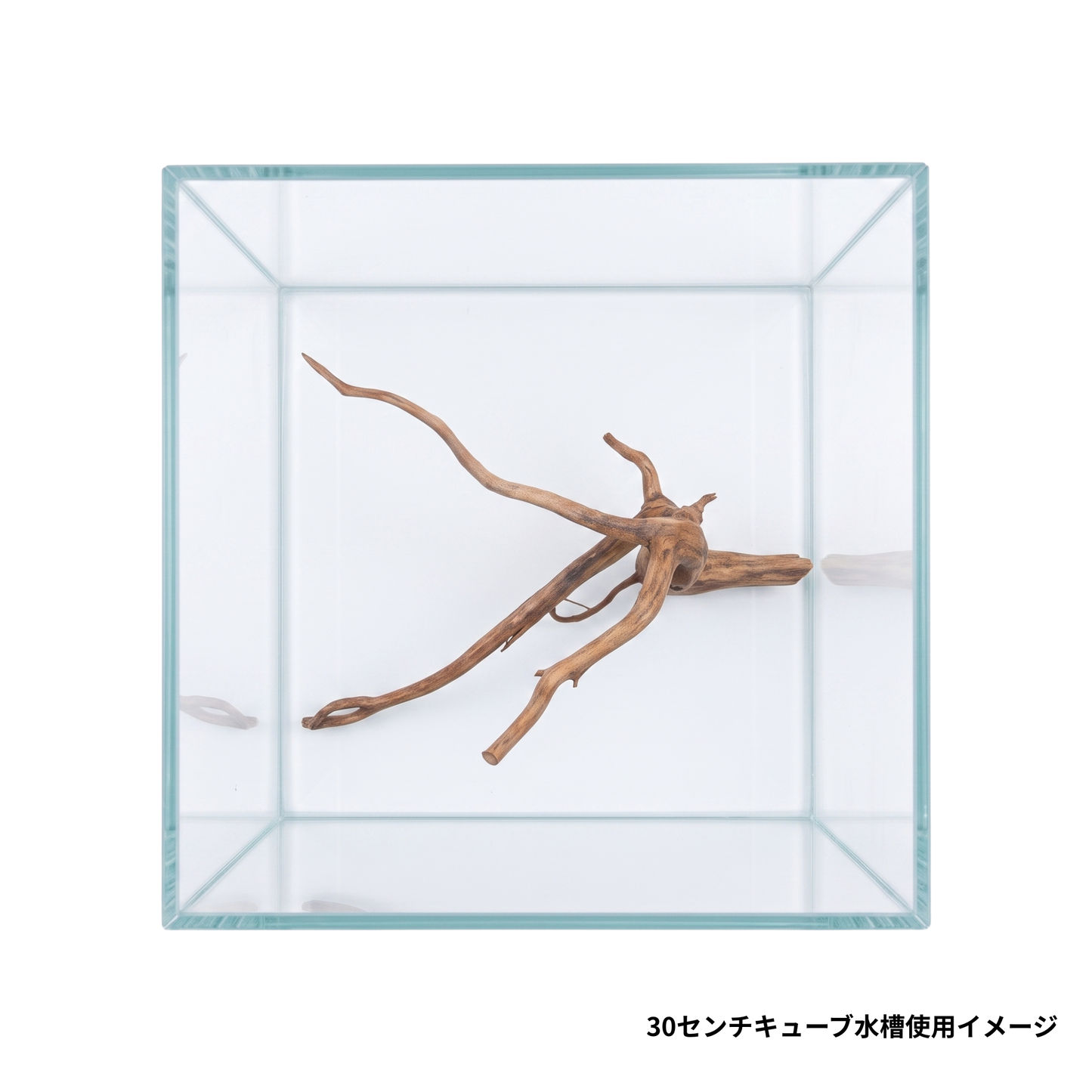 ネグロジャングルウッドS　30センチ水槽2