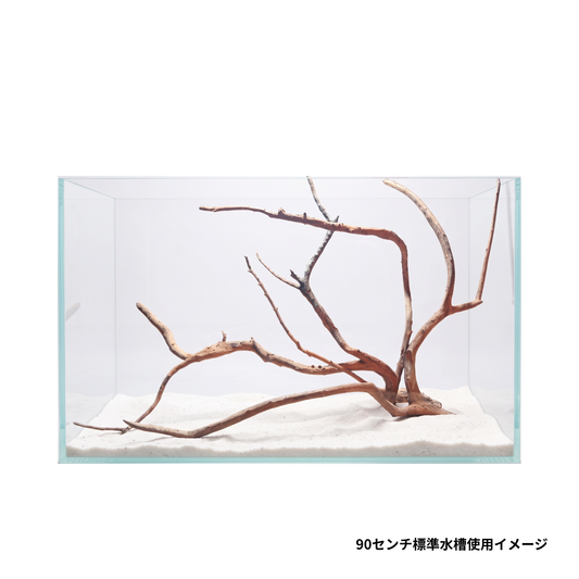 ネグロジャングルウッド（おまかせ）XL×2本セット