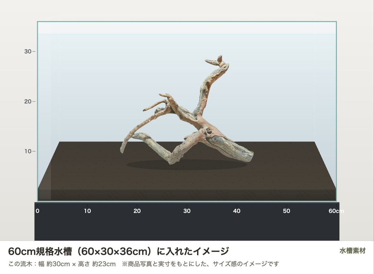 ネグロジャングルウッドL #015を60cm規格水槽（60×30×36cm）に入れたサイズ感のイメージ