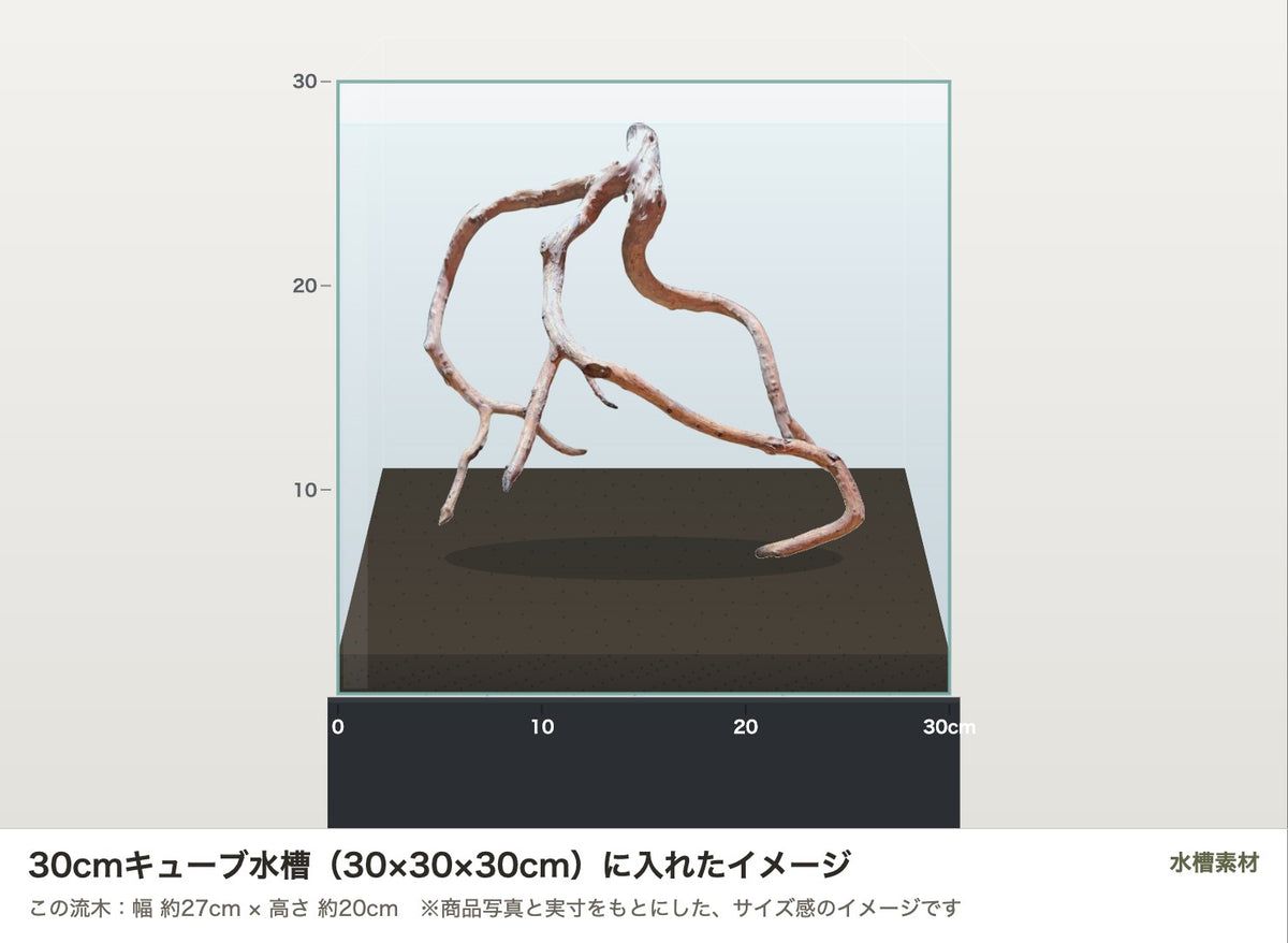ネグロジャングルウッドL #021を30cmキューブ水槽（30×30×30cm）に入れたサイズ感のイメージ