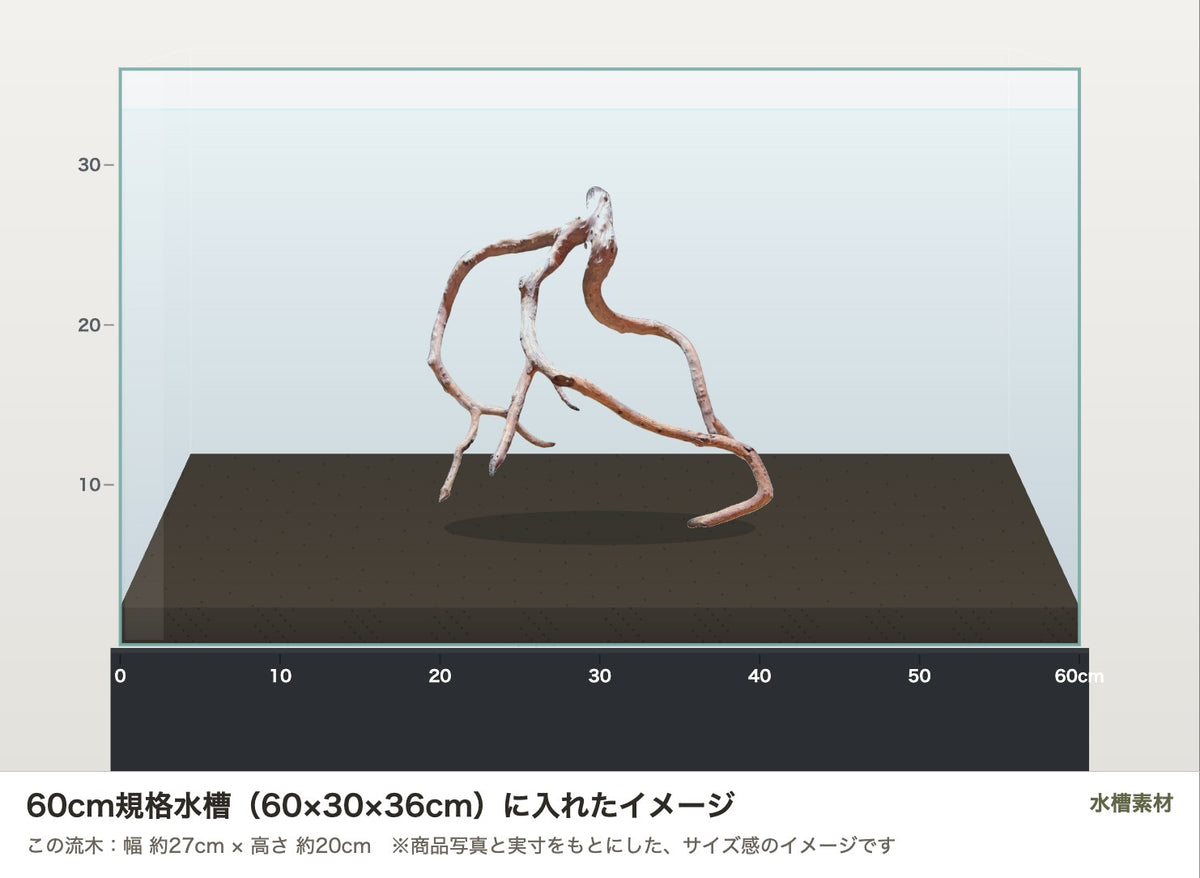 ネグロジャングルウッドL #021を60cm規格水槽（60×30×36cm）に入れたサイズ感のイメージ