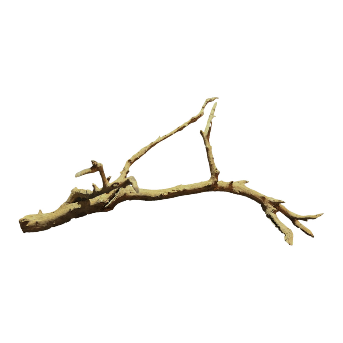 ネグロジャングルウッド #052 写真1
