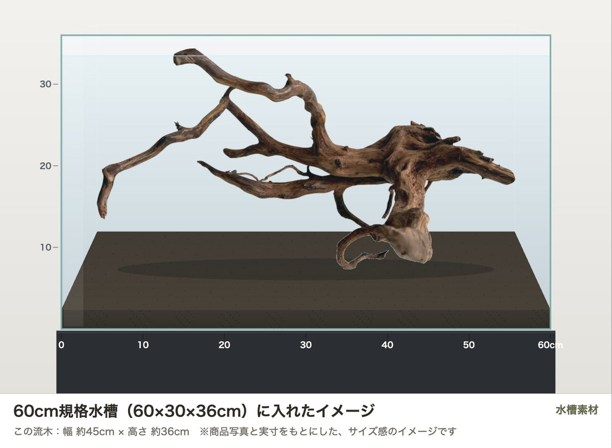 エレファントウッドXL #42を60cm規格水槽（60×30×36cm）に入れたサイズ感のイメージ