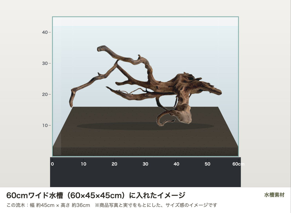 エレファントウッドXL #42を60cmワイド水槽（60×45×45cm）に入れたサイズ感のイメージ