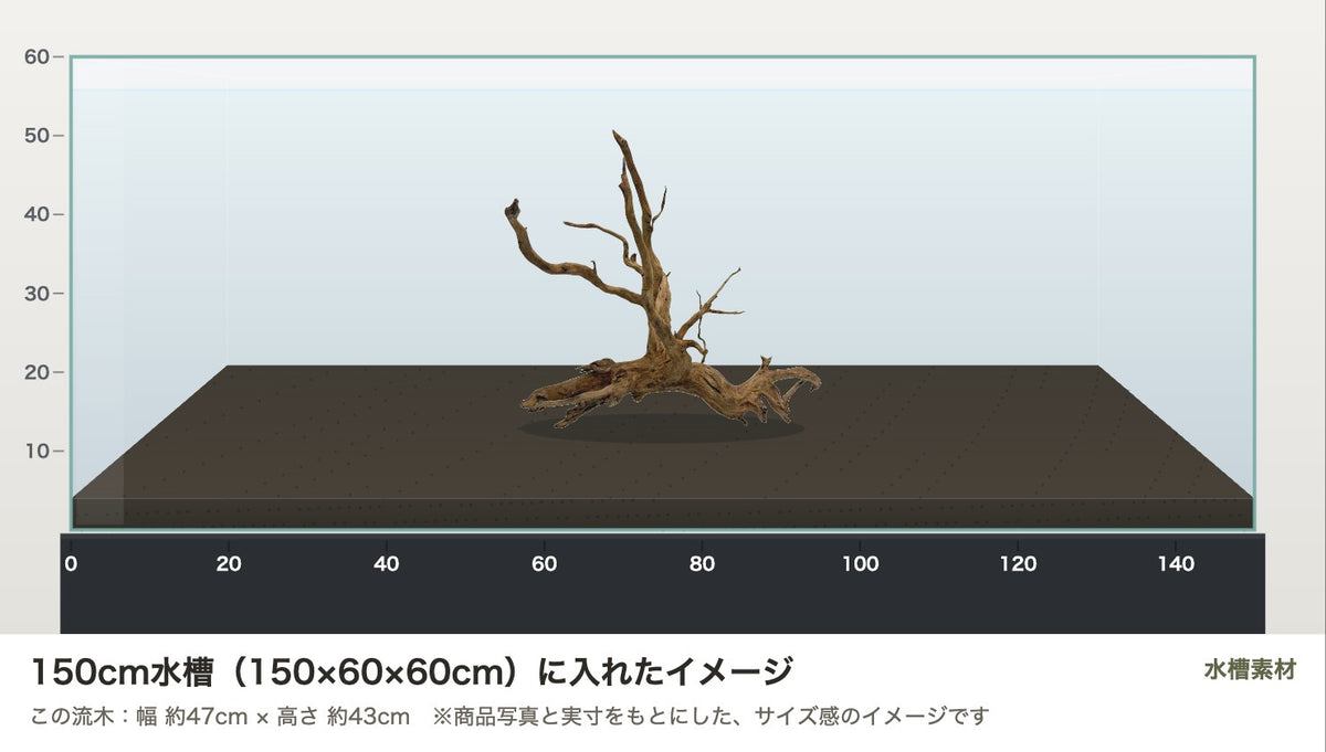 エレファントウッドXL #48を150cm水槽（150×60×60cm）に入れたサイズ感のイメージ