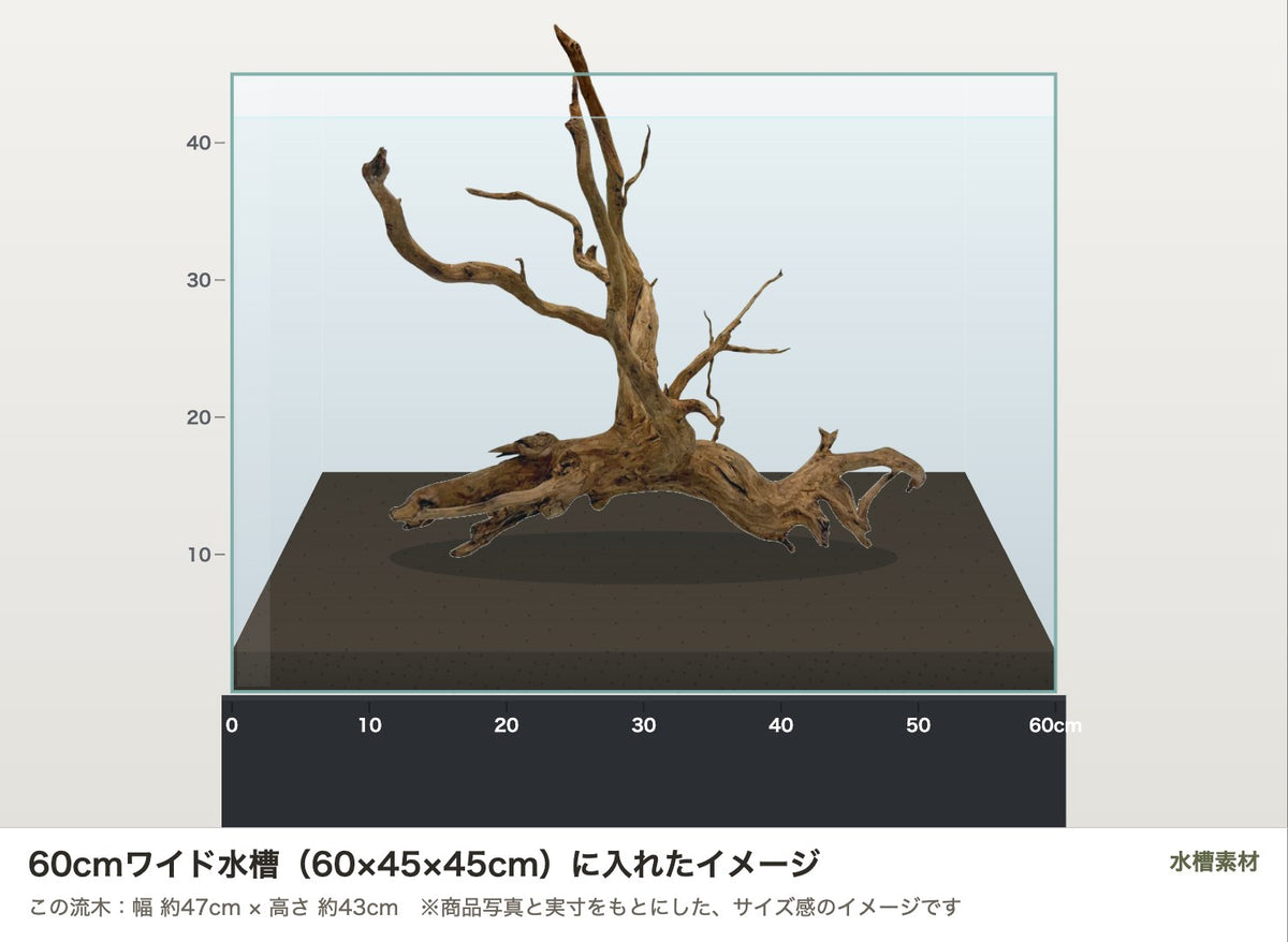 エレファントウッドXL #48を60cmワイド水槽（60×45×45cm）に入れたサイズ感のイメージ