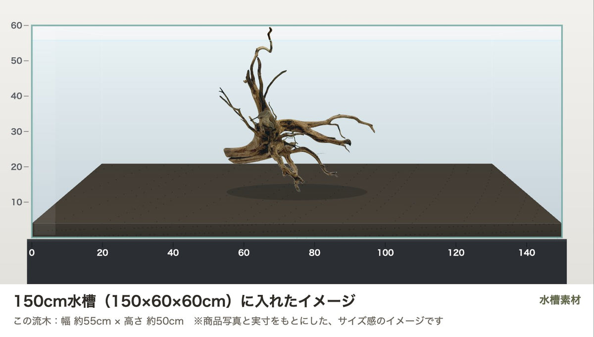 エレファントウッドXXL #50を150cm水槽（150×60×60cm）に入れたサイズ感のイメージ