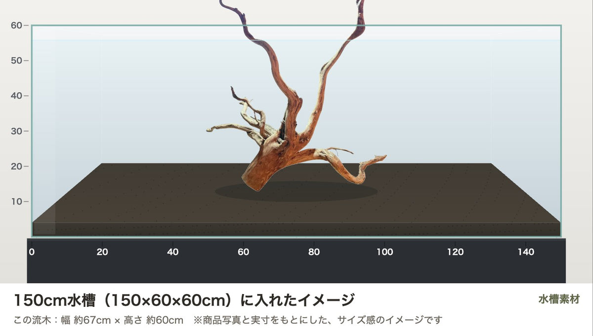エレファントウッドXXL #36を150cm水槽（150×60×60cm）に入れたサイズ感のイメージ