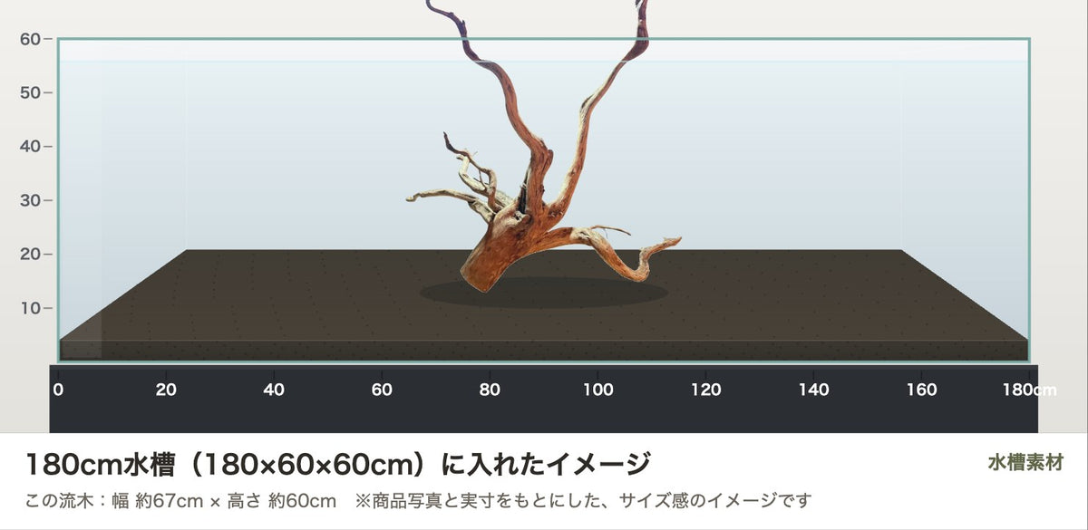 エレファントウッドXXL #36を180cm水槽（180×60×60cm）に入れたサイズ感のイメージ
