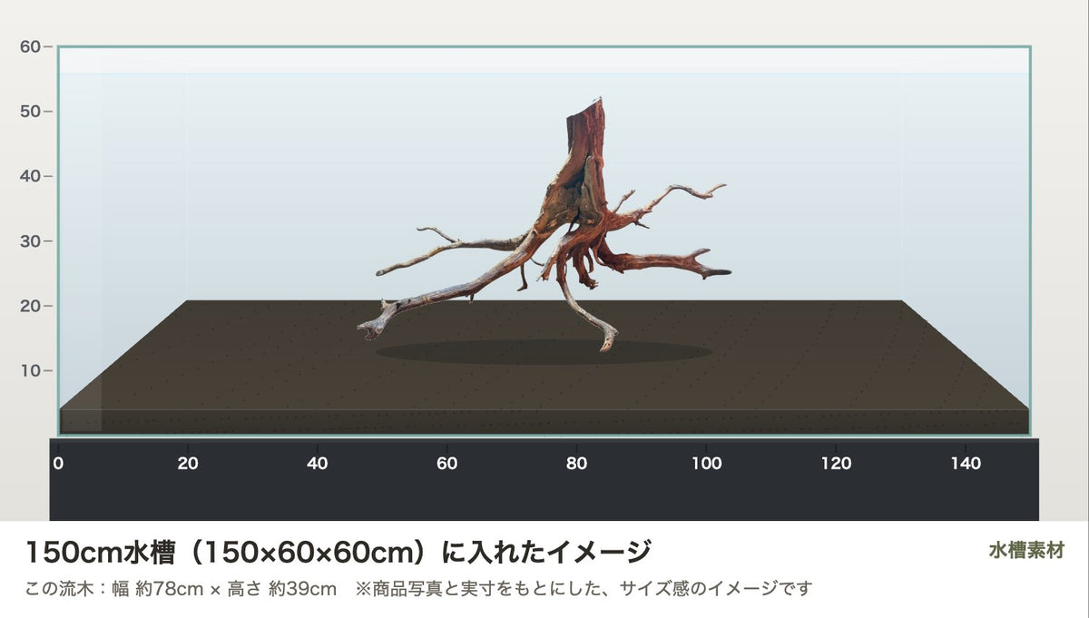 エレファントウッドXXXL #37を150cm水槽（150×60×60cm）に入れたサイズ感のイメージ