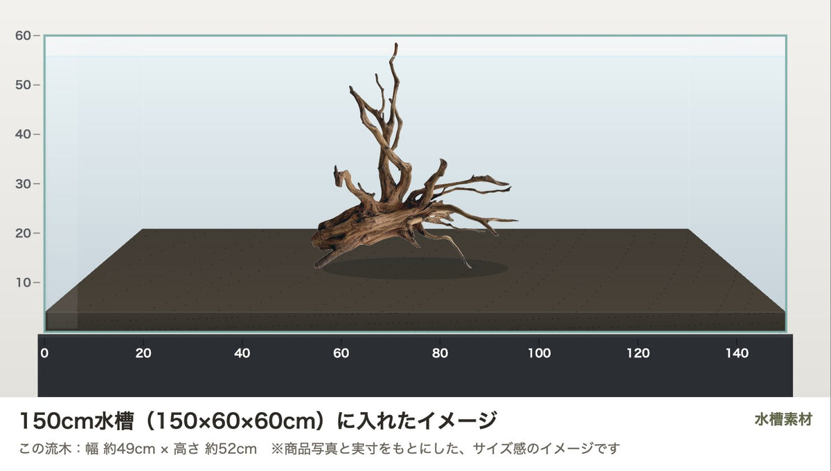 エレファントウッドXL #40を150cm水槽（150×60×60cm）に入れたサイズ感のイメージ